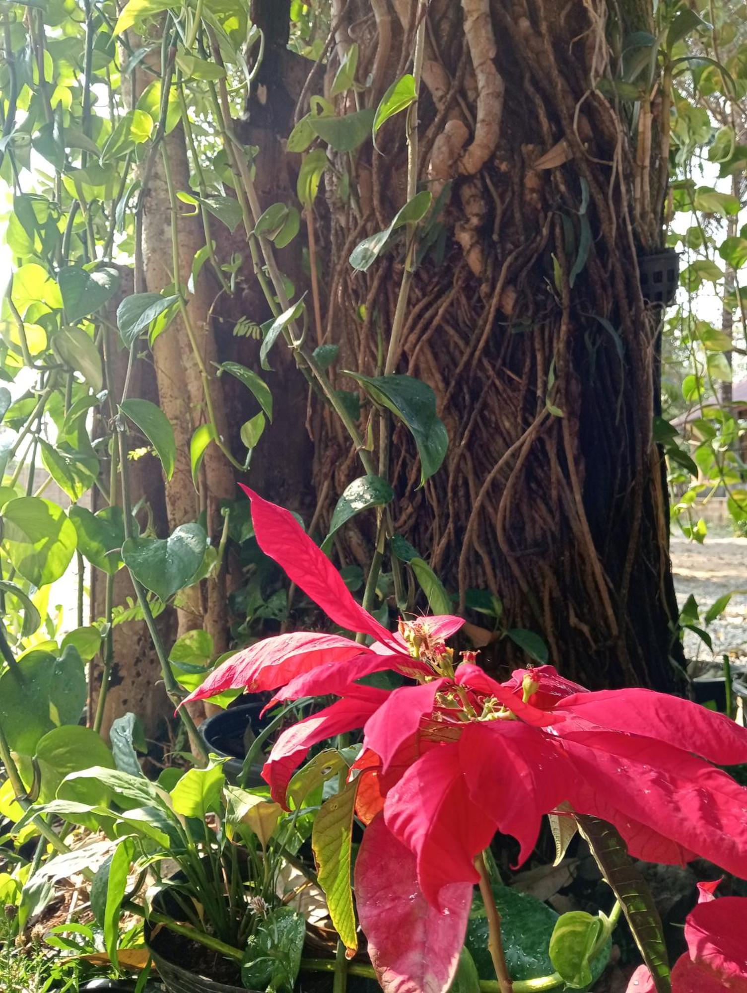Vangvieng Ruby'Homestay 방 비엥 외부 사진